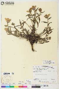 Castilleja elegans image