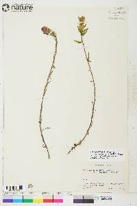 Castilleja pallida var. yukonis image
