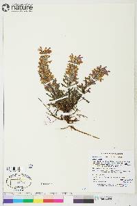 Pedicularis lanata image