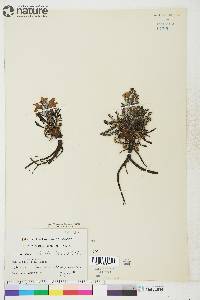 Pedicularis lanata image