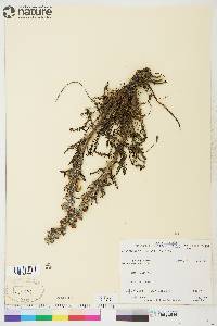 Pedicularis lanata image