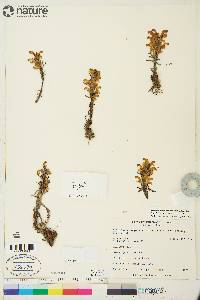 Pedicularis langsdorffii subsp. arctica image