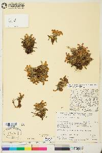 Pedicularis langsdorffii image