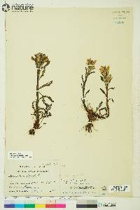 Pedicularis langsdorffii image