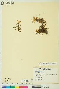 Pedicularis langsdorffii image