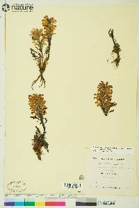 Pedicularis langsdorffii image