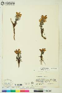 Pedicularis langsdorffii subsp. arctica image