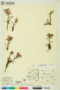 Pedicularis langsdorffii image