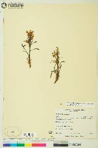 Pedicularis langsdorffii image