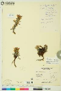 Pedicularis langsdorffii image