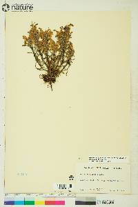 Pedicularis langsdorffii image