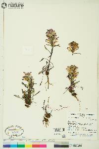 Pedicularis langsdorffii image