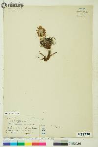 Pedicularis lanata image