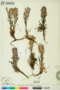 Pedicularis lanata image