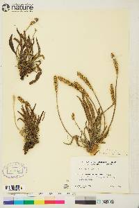 Plantago eriopoda image