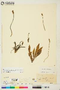 Plantago septata image