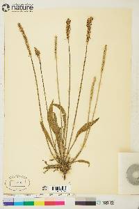 Plantago septata image