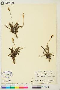 Plantago septata image