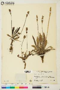 Plantago septata image