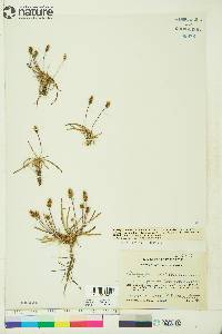 Plantago juncoides var. glauca image