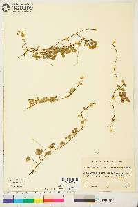 Linnaea borealis subsp. americana image