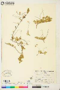 Linnaea borealis image