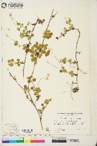 Linnaea borealis subsp. americana image