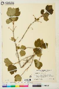 Viburnum edule image