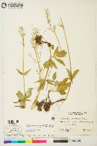 Valeriana sitchensis image