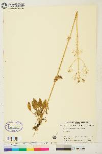 Valeriana septentrionalis image