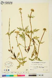 Valeriana septentrionalis image