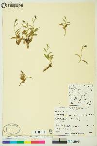 Campanula uniflora image