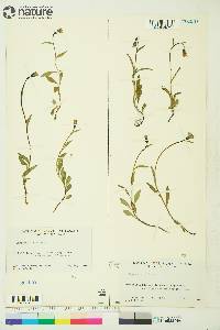 Campanula uniflora image