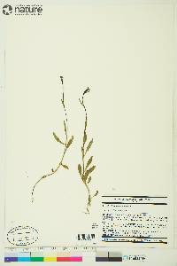 Campanula uniflora image