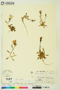 Campanula lasiocarpa image