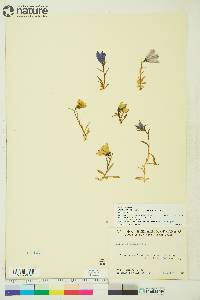 Campanula lasiocarpa image