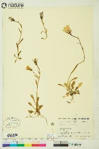 Campanula lasiocarpa image