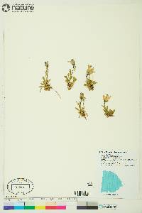 Campanula lasiocarpa image