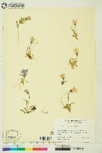 Campanula lasiocarpa image