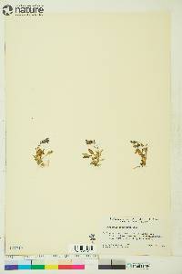 Campanula lasiocarpa image