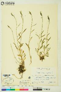 Campanula uniflora image