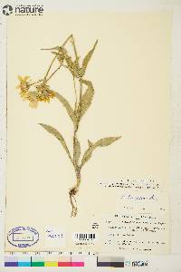 Arnica angustifolia image