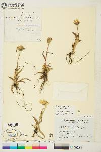 Arnica angustifolia image