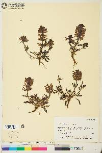 Pedicularis verticillata image