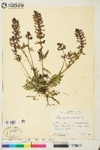 Pedicularis verticillata image