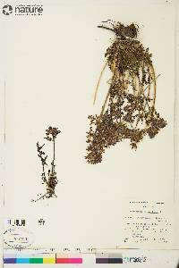 Pedicularis verticillata image