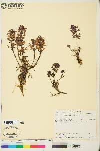 Pedicularis verticillata image