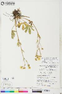 Potentilla diversifolia var. diversifolia image