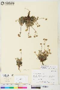 Potentilla subvahliana image