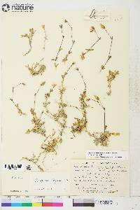 Cerastium alpinum subsp. lanatum image